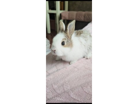 Holanda lop mini lop cüce tavşanlar gönderim var
