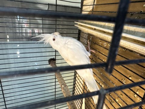 7-8 kelime konuşan albino sultan papağanı