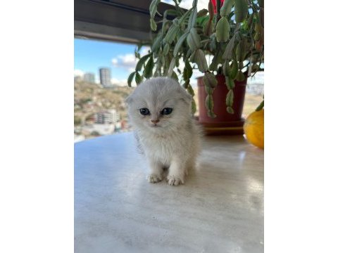 Scottish fold kırık kulak