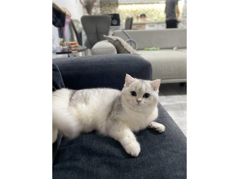 Kedimiz tommycik yeni yuva arayışında