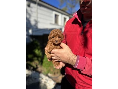 Kore teacup poodle çiftlikten