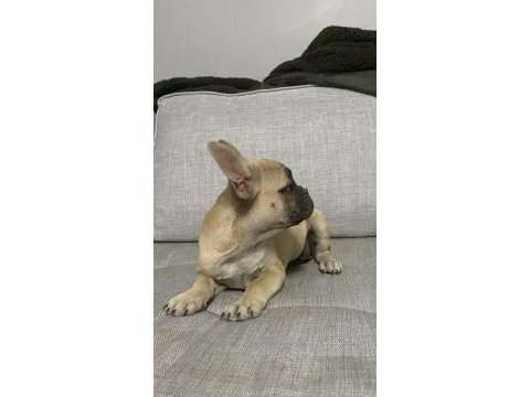 İki buçuk aylık güzeller güzeli french bulldog yavrular