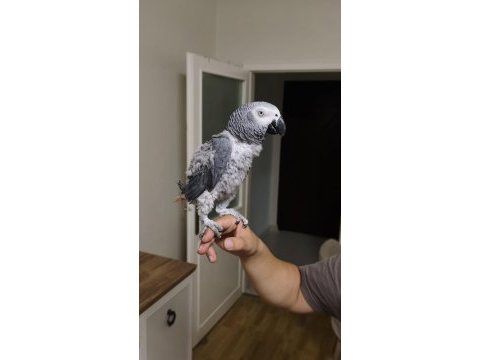 50 kelime konuşan jako erkek