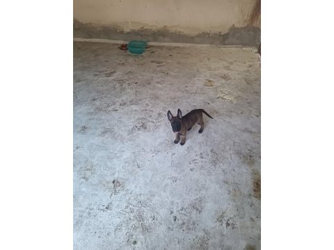 Belçika k