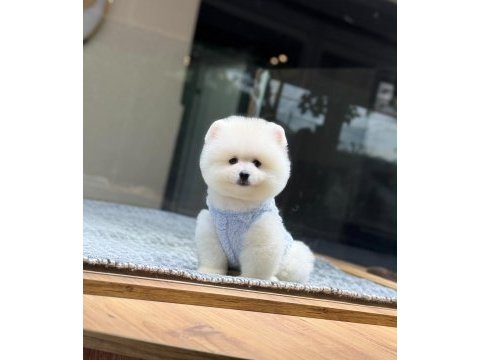 Sağlık ve ırk garantili pomeranian