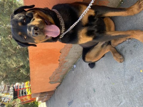 Çipli kimlikli rottweiler