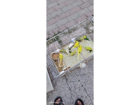 Yavru damızlık mevcut muhabbet kuşu