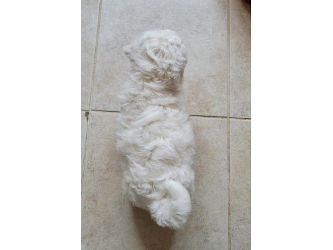 Kar beyaz 0 numara maltese yavrular