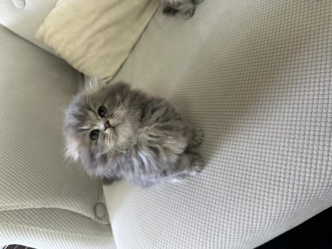 Şecereli 50 günlük british longhair