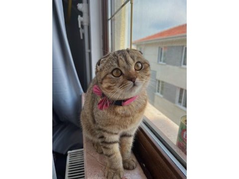 Kırık kulak scottish fold kızımıza yuva