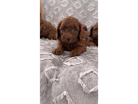 Toy poodle yavrular
