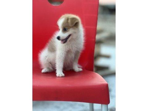 Pomeranian spitz eğitimli aşıları tam acil