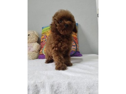 Rengarenk poodle minnoşlar sizlerin olmaya hazır