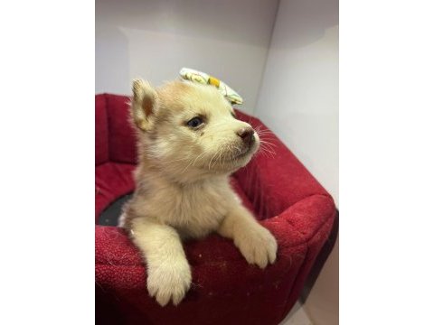 Teslime hazır husky bebekler