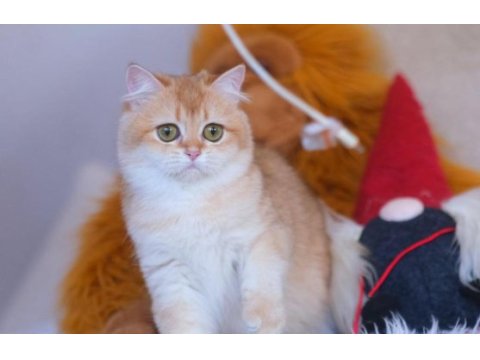 Brıtısh shorthaır golden kısır değil1 yaşında dişi