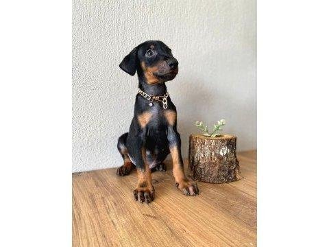 2 aylik sadik soldier doberman yavrularim