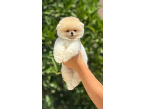 Pati ver sizler için burada pomeranian
