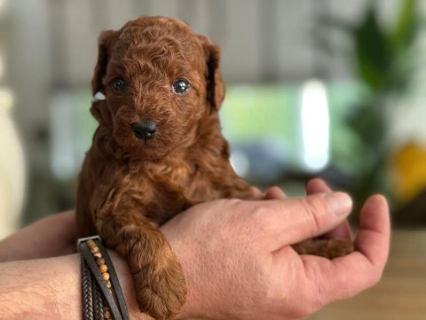 Toy poodle yavrular aşılı mikroçipli pasaportlu 