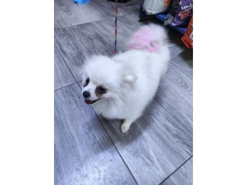 Antalya dan sağlıklı yavru köpekler iş yerinden teslim