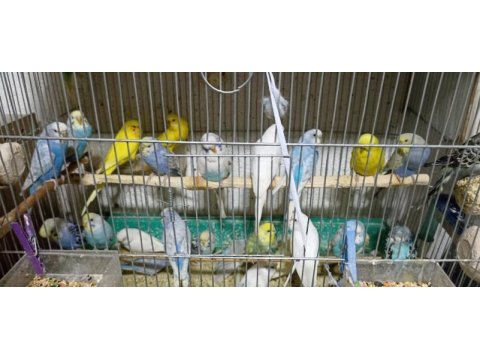 Yavru ve yetişkin muhabbet kuşları