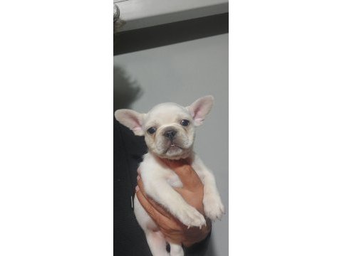 Yavru french bulldog