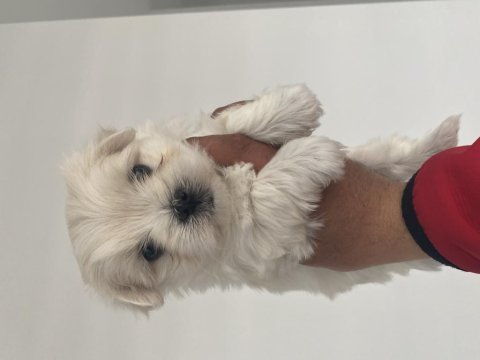 En mini boy birbirinden güzel maltese bebeklerimiz