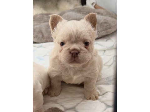 Tr de tek orjinal fluffy french bulldog yavrular