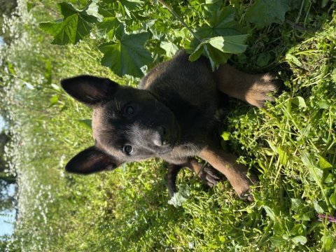 Malinois yavruları