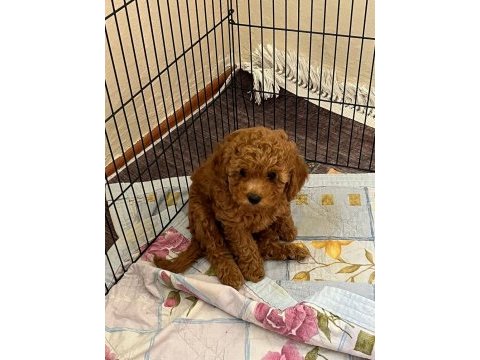 Toy poodle yavrularımız