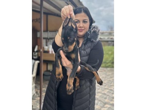 Şecereli king doberman yavrularım