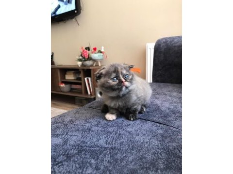 Scottish fold