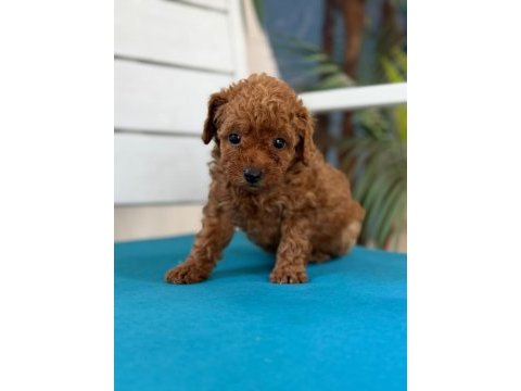 Fotoğraftan daha güzel poodle yavrular