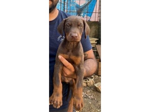 Dev gibi doberman yavrular