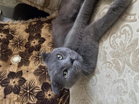 British shorthair kedisi