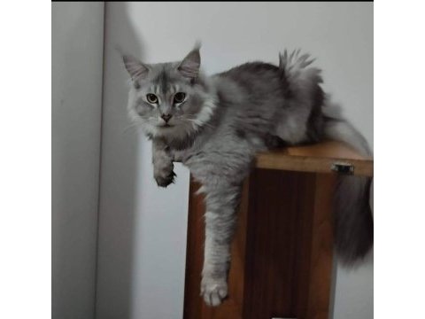 Wcf kayıtlı maine coon yavrusu