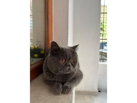 Scottish fold kısırlaştırmış erkek kedimiz yuva arıyor