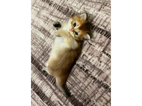 Safkan anne ve babadan british longhair