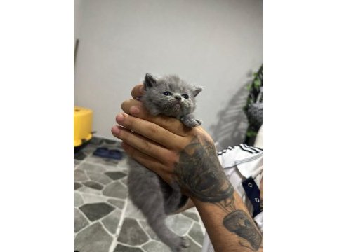 Mükemmel özelliklerde scottish fold kedilerimiz