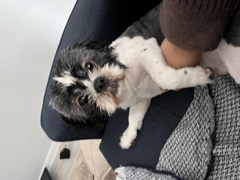 Shih tzu oğlumuza eş arıyoruz