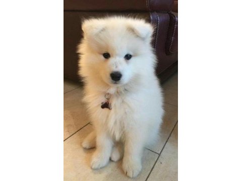 Karbeyez samoyed yavrularımız