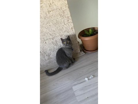 Erkek kedimiz1 yaşında sahiplendirme ilanı