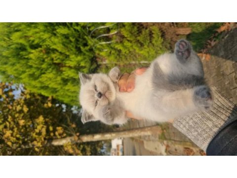 Safkan british kardeşler