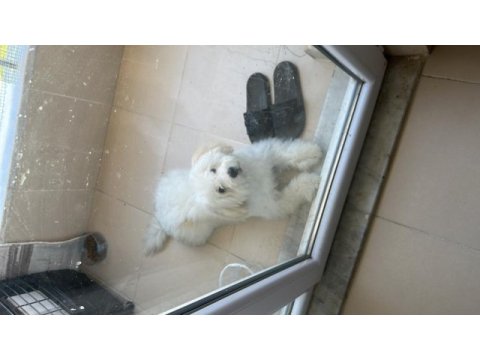7 aylık maltese terrier erkek eğitimli