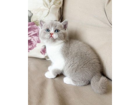 Nadir bulunan harika lilac bicolor yavru british shorthair