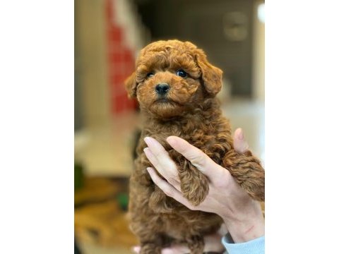 Eğitilebilir toy poodle yavruları ile evinize neşe katın