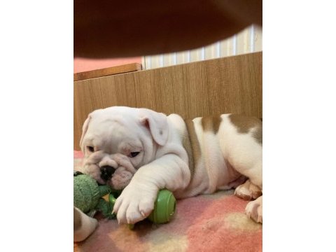 Çocuk dostu english bulldog yavrumuz