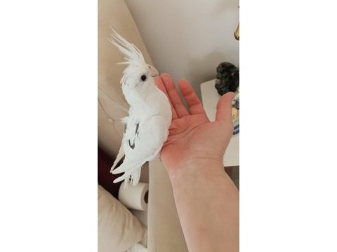 1.5 aylık heavy erkek sultan papağanı