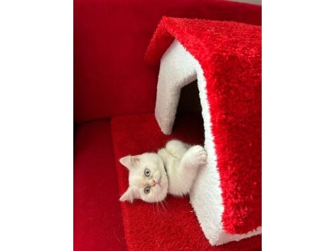 4 kasım doğumu dişi uysal british shorthair