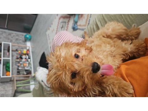 4 aylık maltipoo