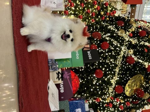 Eşimin hamileliği sebebi ile pomeranian kızımız